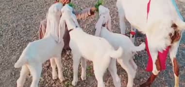 Desi Bakri 3 Bacchon Ke Sath Urgent For Sale Call Number:03494717204