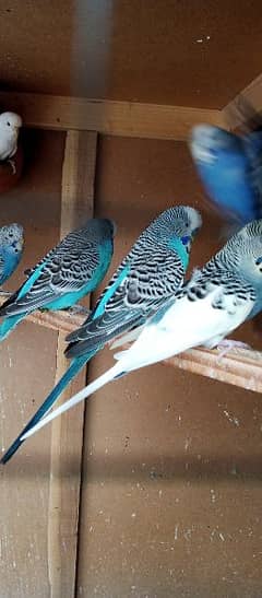 budgies king