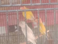 lotino common breeder pair and albino black eyes with cage