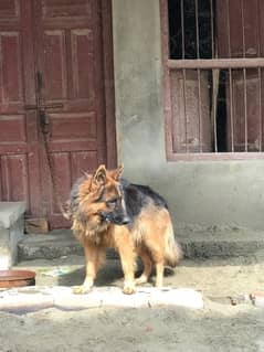 German Shepherd for mating(cross)