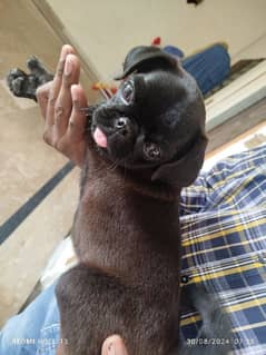 pug for sale 7 month old