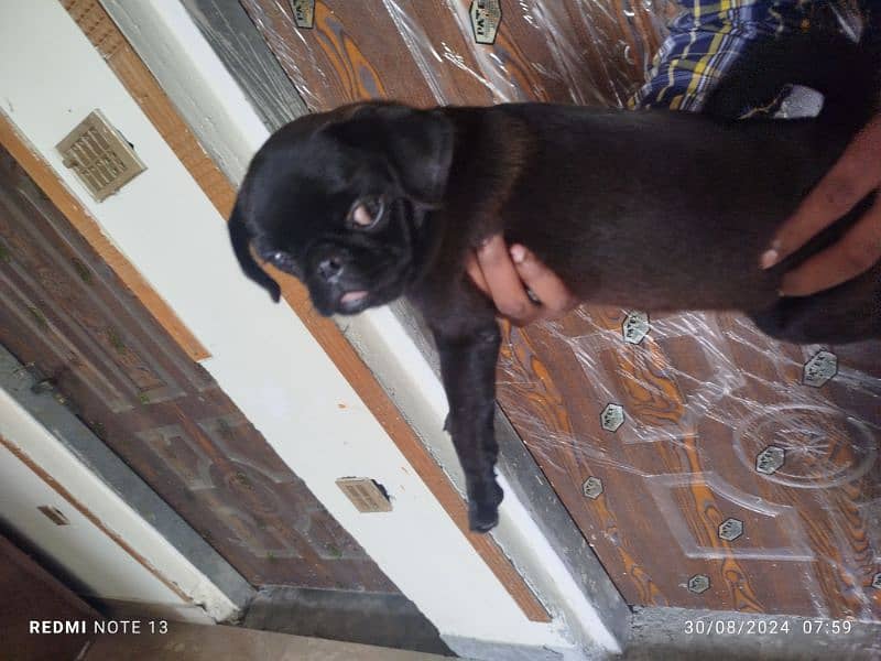 pug for sale 7 month old 1