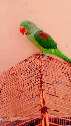 Kashmiri raw parrot for sale 03224527567