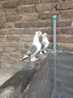 fancy pigeons