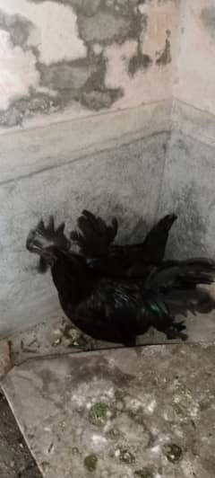 Ayam cemani Urgent For Sale Urgent