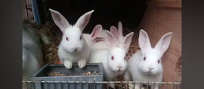 Newzealand White Bunnies Pure Breed