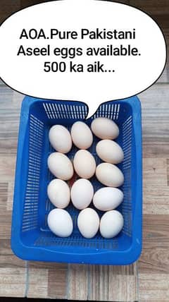 Pure Pakistani Aseel Eggs Available.