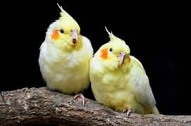 cockatiel pair for sale. 0