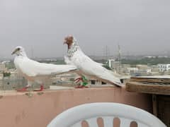 Male Pigeons for sale