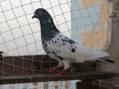 Male Pigeons for sale