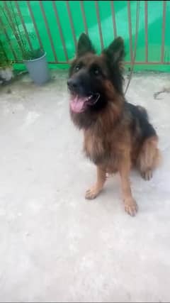 Long coat black and tan german shepher male