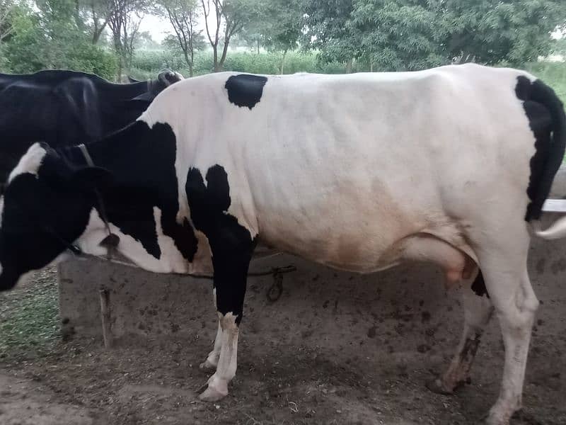 beautfl tyr cows fr sale 0