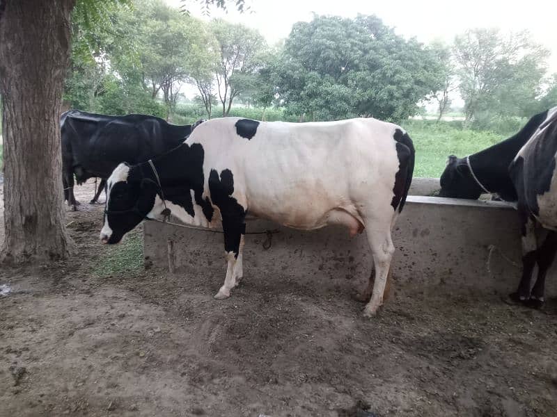 beautfl tyr cows fr sale 1