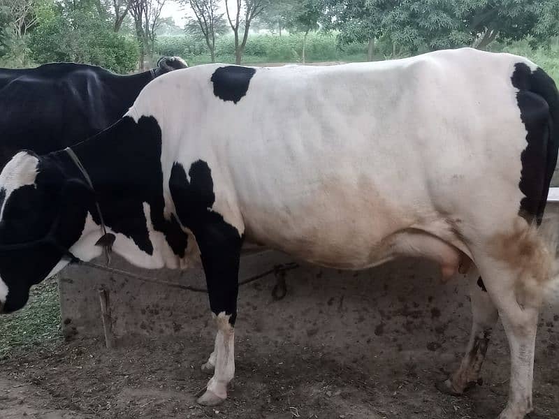 beautfl tyr cows fr sale 2