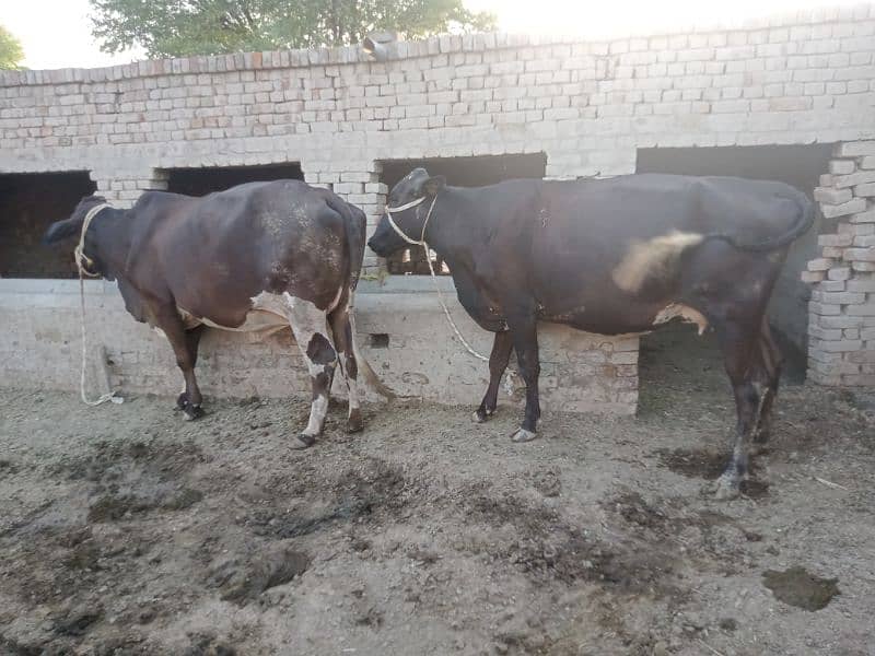 beautfl tyr cows fr sale 3