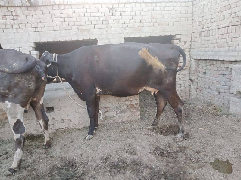 beautfl tyr cows fr sale 4