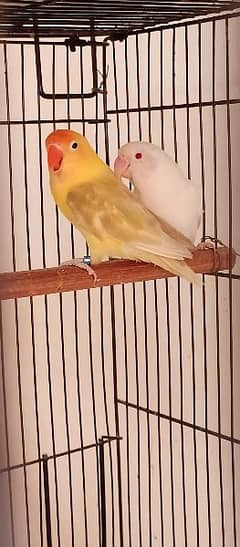 Love birds full setup for rehoming