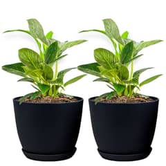 Set Of 2 Decorative Plant Pots