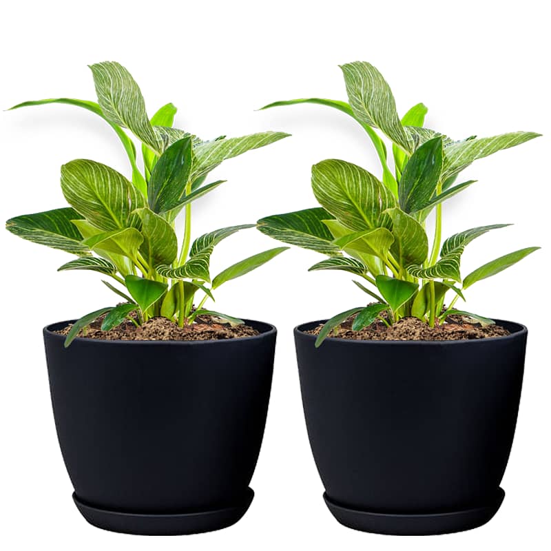 Set Of 2 Decorative Plant Pots 0