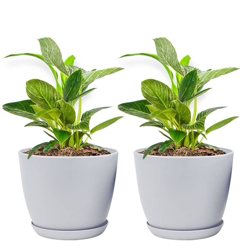 Set Of 2 Decorative Plant Pots 1