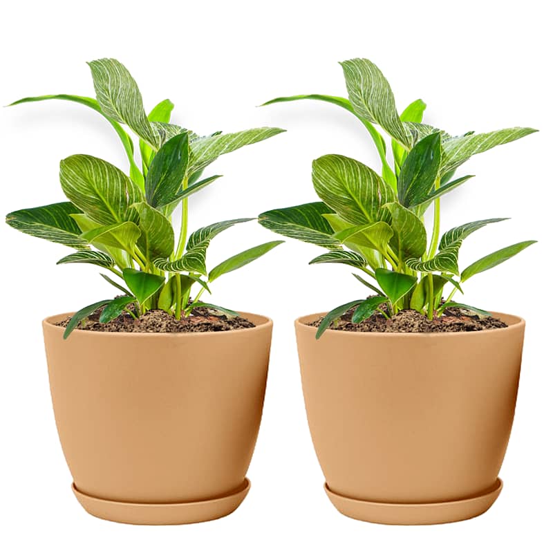 Set Of 2 Decorative Plant Pots 4