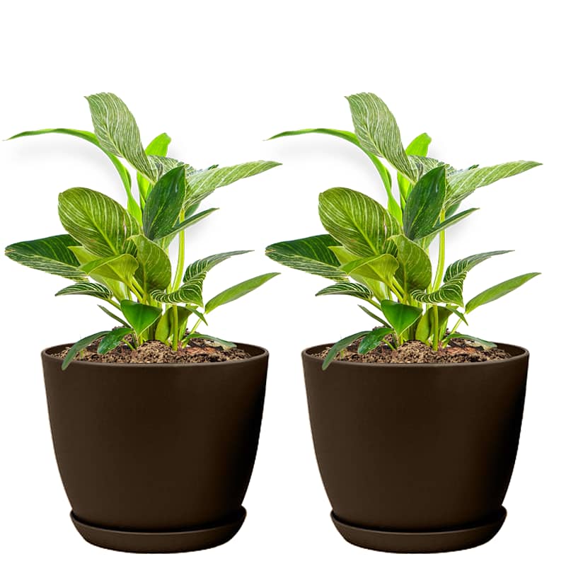 Set Of 2 Decorative Plant Pots 5