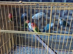 Love birds with cages breeding box and accessories