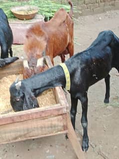 bakra or bakri