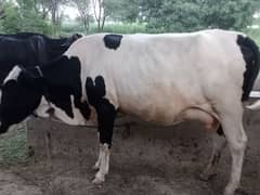 tyar cow fr sale