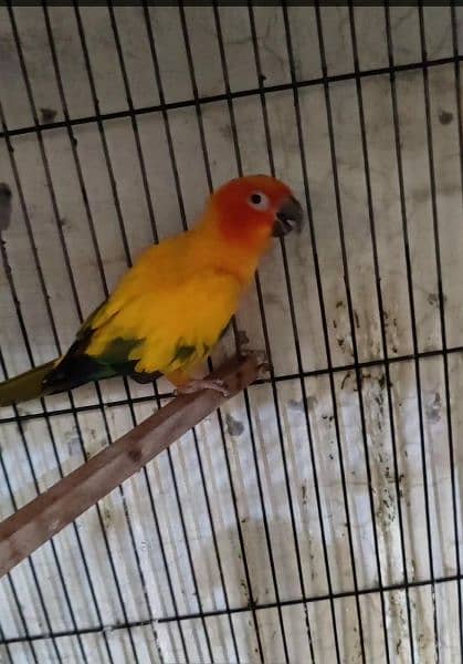 Sun conure 0