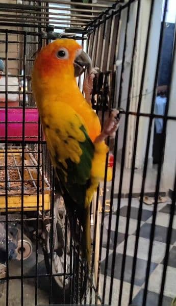 Sun conure 1