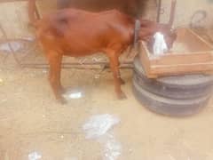 bakra for sale