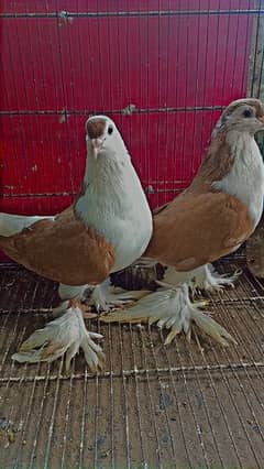 fancy pigeons available 0