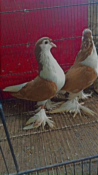 fancy pigeons available 13