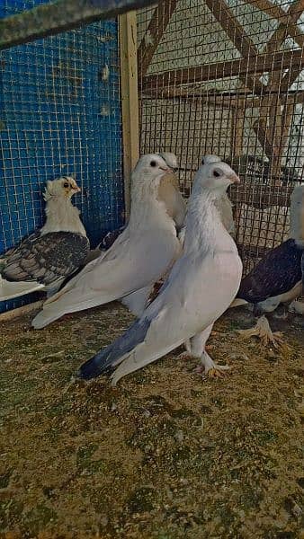 fancy pigeons available 15