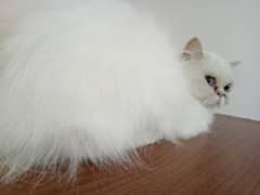 Persian punch cat breeder