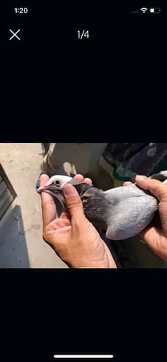 Dubaz baby pigeons pair