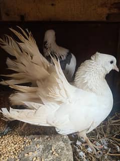 LAKKA FANCY PIGEON BREEDER PAIR CONTACT 0313-4098531