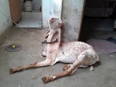 Makhi Chini Goat Orignal bhawalnagar