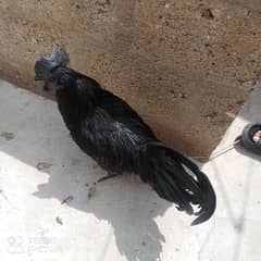 ayam cemani