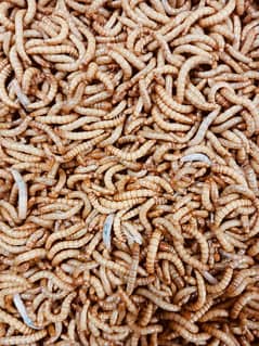 American breed meal worms Live, dried and beetles available