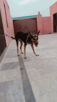 Alsition  9 month female Dog