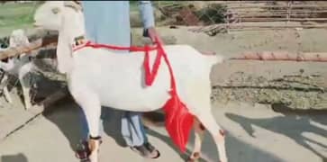 Desi Bakri 2 Bacchon ke sath  For Sale Call Number: 03491114362