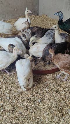 Blue Shoulder and White Peacock Chicks