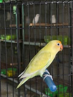 Lovebird fisher Albino Creamino Pastelino