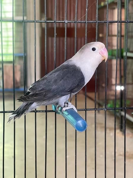 Lovebird fisher Albino Creamino Pastelino 8