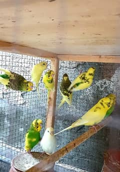 budgies,male, female, and pair 0