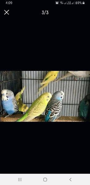 budgies,male, female, and pair 1