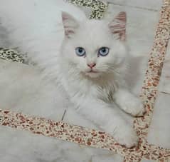 Persian cat