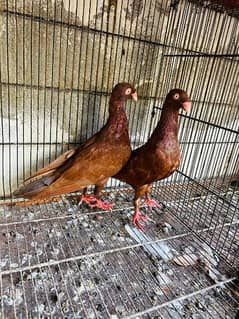 black and brown danish pigeon